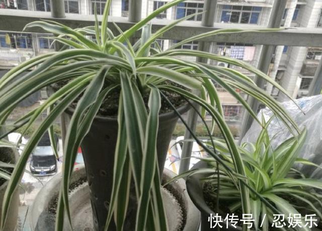 什么啤酒水、鸡蛋壳，也比不上“它”，煮熟后放盆里，啥花都旺！