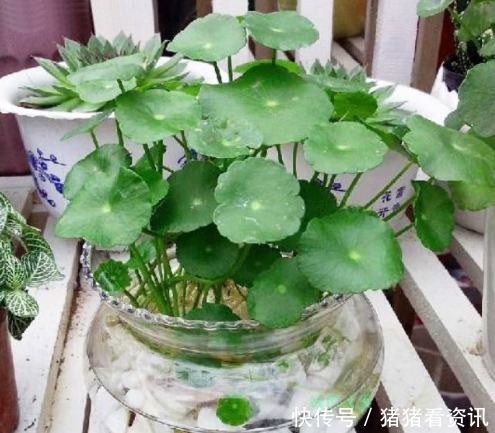 4种花草界“开花王”,沾土就活,新手也能轻松养爆盆,绚丽夺目