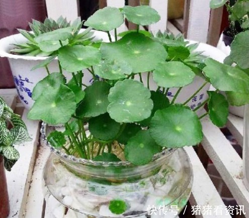 4种花草界“开花王”，沾土就活，新手也能轻松养爆盆，绚丽夺目