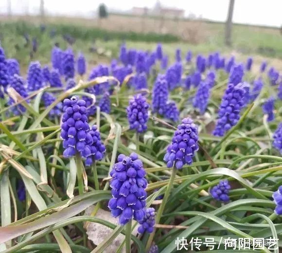 ?开春养花,8种“球茎植物”,种到盆里就开花,有手就会养