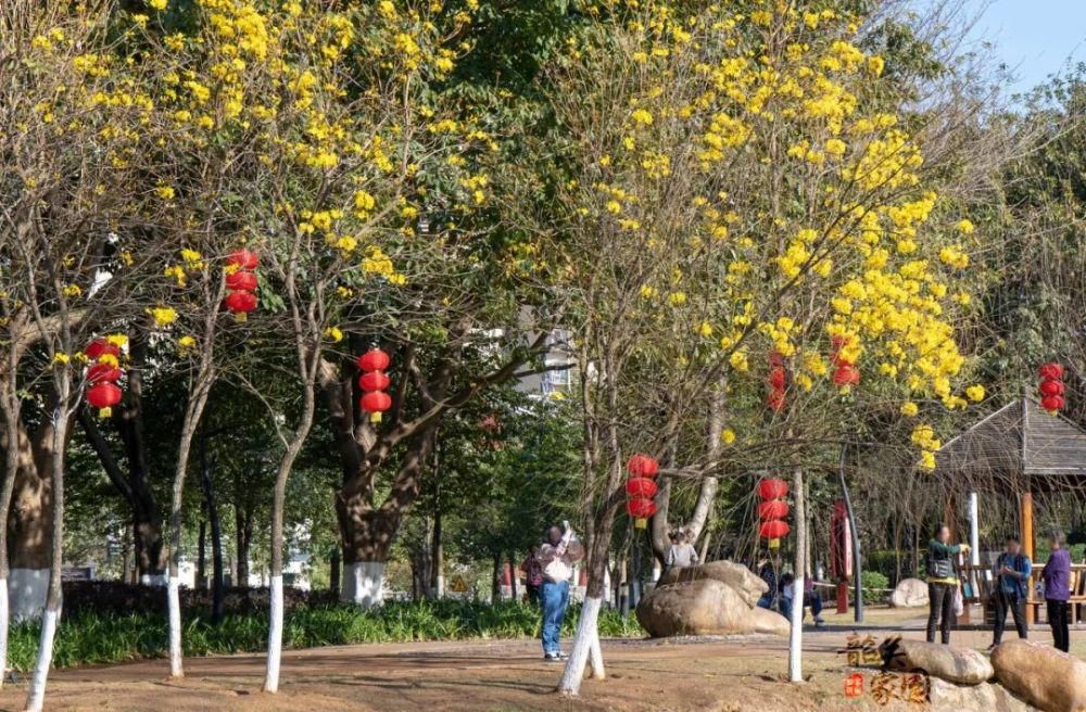 沙漠|很黄很黄...黄花风铃花开正艳!市区这个地方可看!