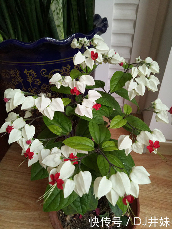 5种花很漂亮,好养易活,名字超好听,花更漂亮,花一开美翻天