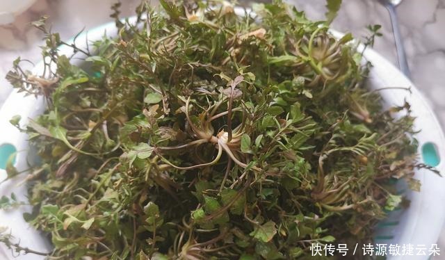  正月十五吃饺子还是这馅香，韭菜芹菜靠边站，出锅吃了30个，鲜香