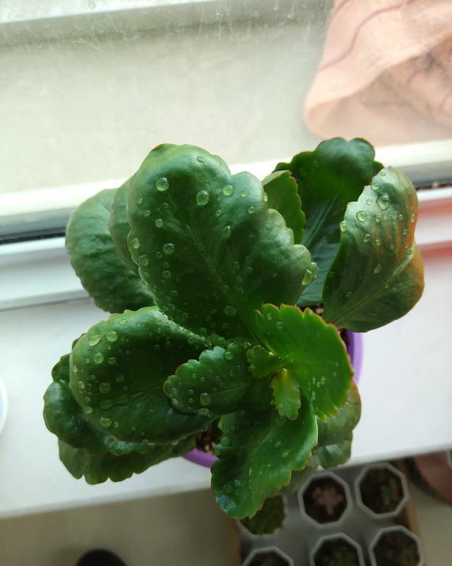 长寿|三角梅长寿花不开花?用点“小手段”,催出满盆花苞,就是欠修理