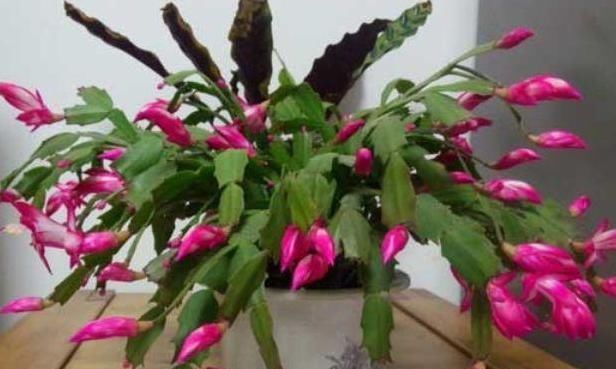 种植|养蟹爪兰时，在盆里丢点这种“小玩意”，根系、叶片蹭蹭长不停