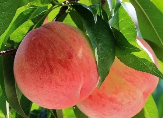 女性再節儉,也要多吃4種“土燕窩”,活血美容,60不顯老