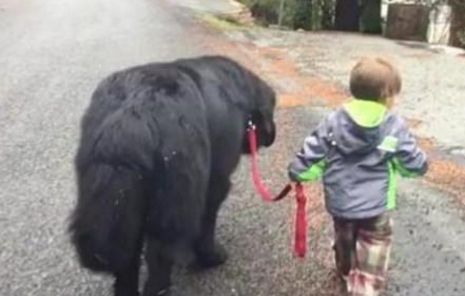 宠物狗|2岁宝宝生气离家出走,出走时还不忘牵着宠物狗,路人哭笑不得