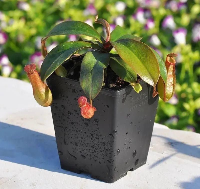 1种花长得像金鱼,耐寒好养活,种得越多越壮观