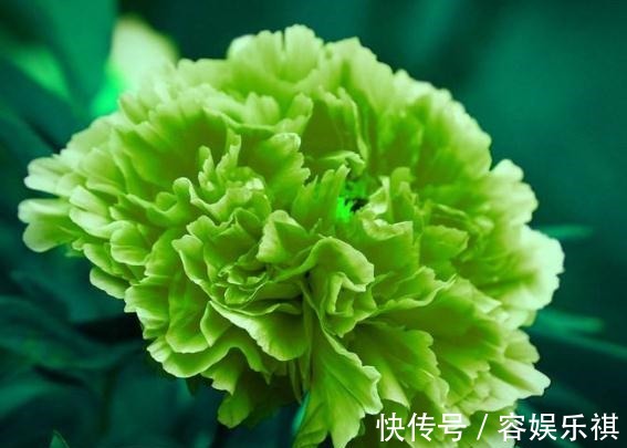 花苞|牡丹花一开就是“四季”学会用点“渣”，花苞比碗大，花开成海