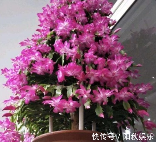 养蟹爪兰,盆中插几根木棒,蹭蹭长到爆,花开不断,开成瀑布!