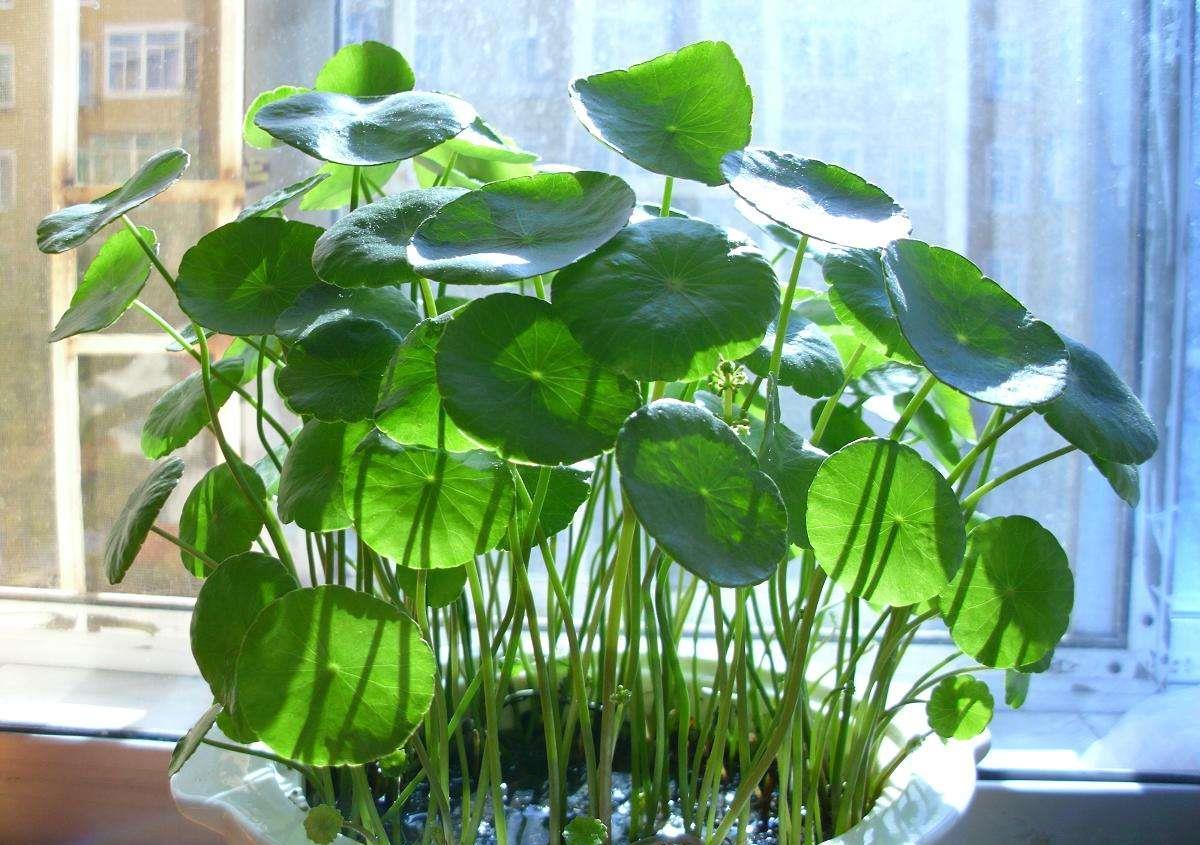 喝水|7种花,夏天太能“喝水”,一天浇一遍,10天爆满花