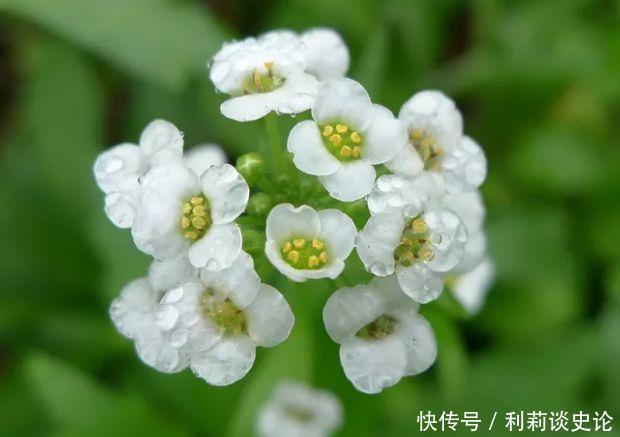 4种花随便养,阳台养成小花园,长得快开花多