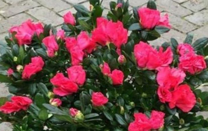 3种花被称为“大美女”，一年四季花开不停，开花量大