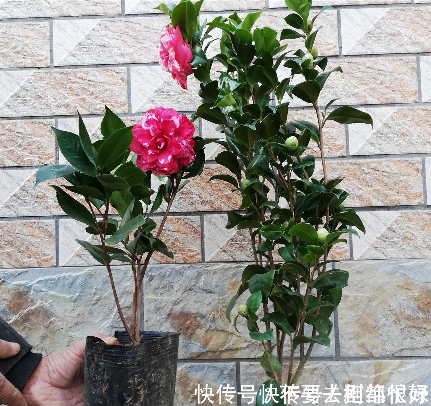 五种“吉祥花”,建议养一盆,不仅寓意好,还利于健康