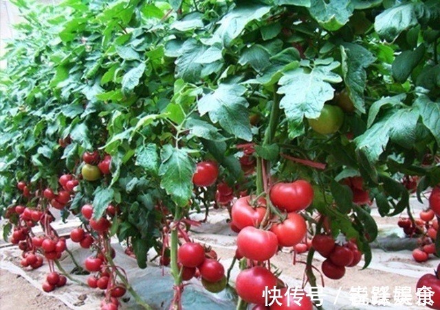 柿胶酚|你天天吃西红柿,但千万不能这样吃,小心中毒