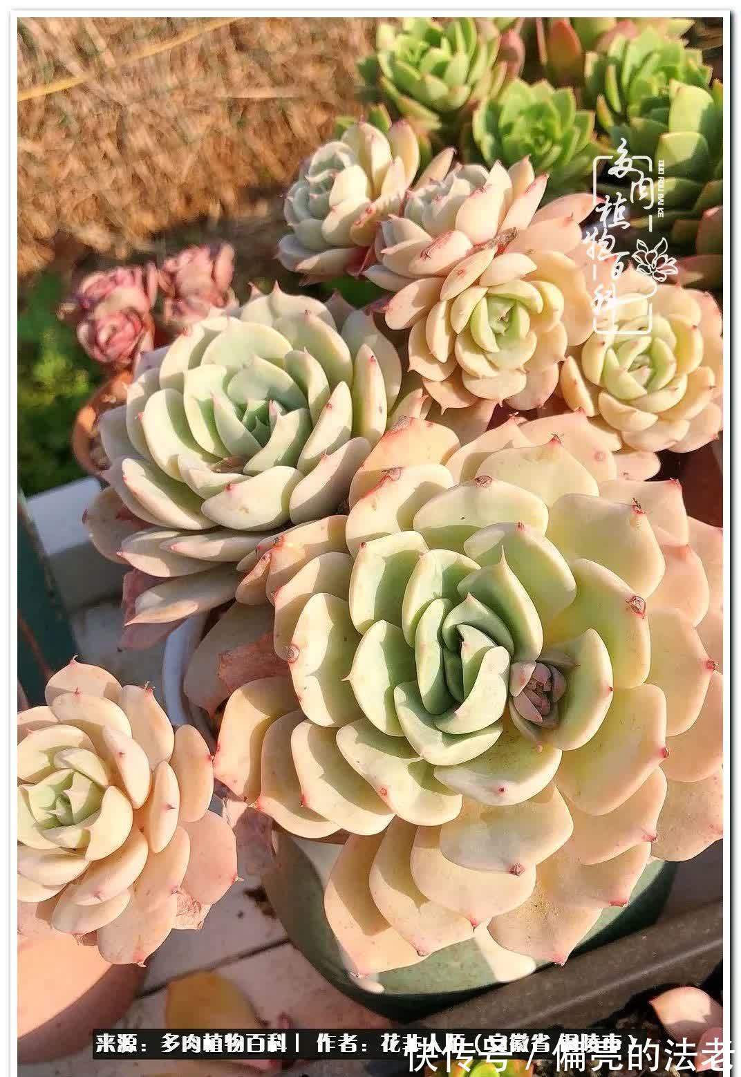 感恩遇见,感谢有你——多肉