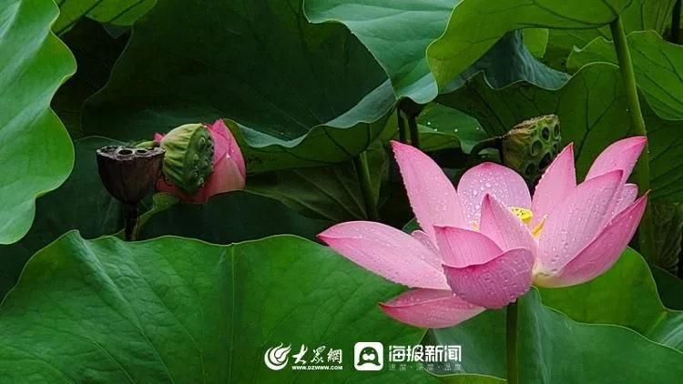 天下风物——《秋天的童话｜雨中赏荷邂逅别样诗意》风光题照