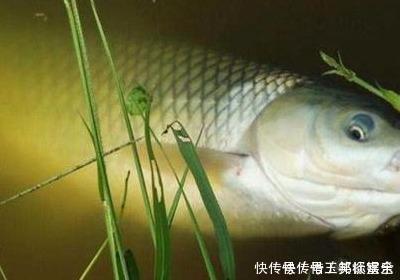 饵料|大鱼只有4种情况下才到浅水,多注意以下细节,才有机会钓到大鱼