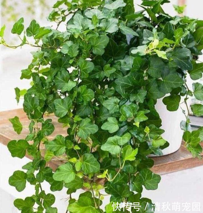 花卉|家里养此款花卉，便宜又好养，简单易成活，纯洁美