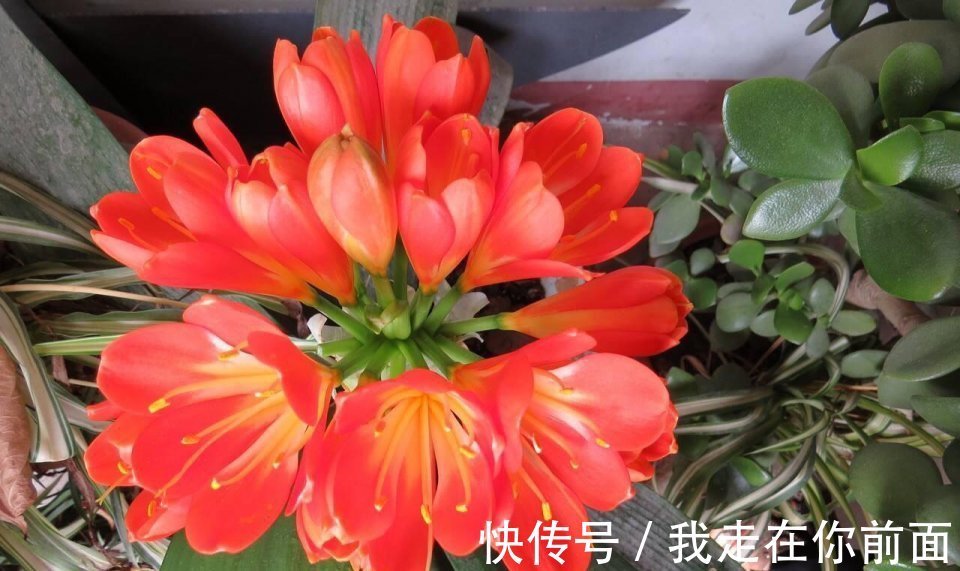 君子兰还不开花,怎么办用1招,顺利长出14片叶,开花爆盆