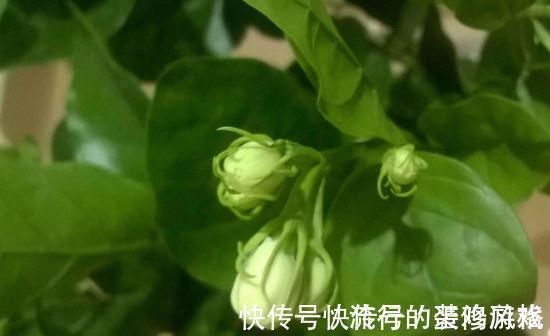 养花试试这几款，香气四溢，绿树白花，格外清新可爱