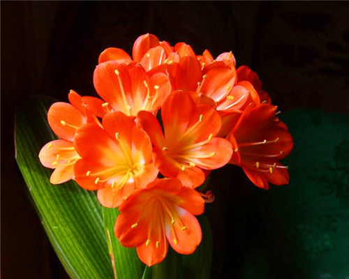 君子兰出现黄叶怎么办教你养护的3个小妙招，别说没提醒