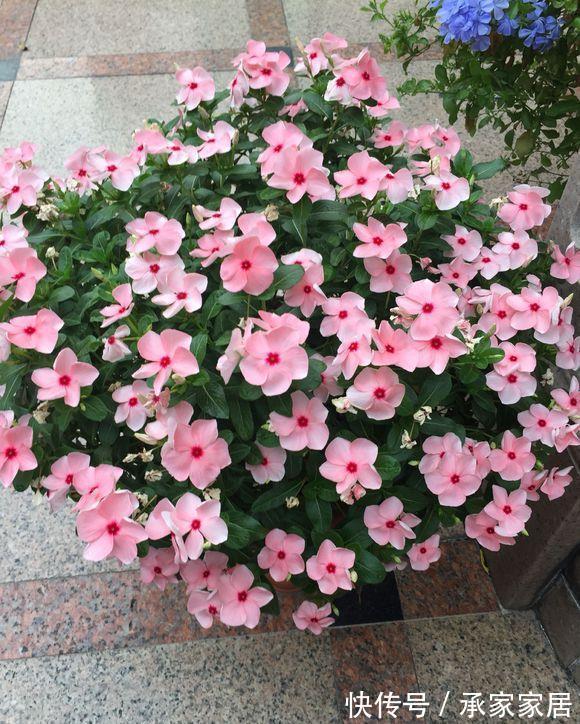 5种漂亮花,一年能开200天,越热开的越猛,花朵蕾蕾满阳台