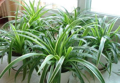 植物|5种盆栽植物，养护省心，比绿萝还好养，适合新手