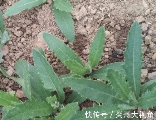 野草|这些野菜农村都当是野草,却是最适合孩子的“天然钙片”