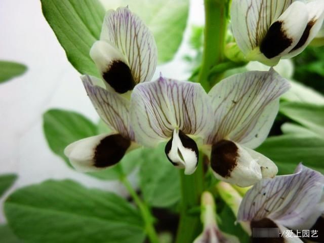  因为美味而被人忽视了美貌，说说那些令人惊艳的菜花