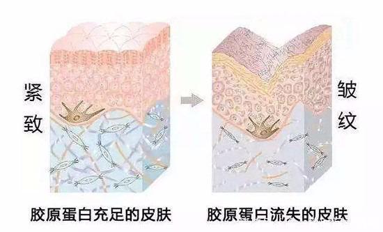 紧致|女性最好的“胶原蛋白”,敞开吃,淡化皱纹色斑,肌肤紧致有弹性