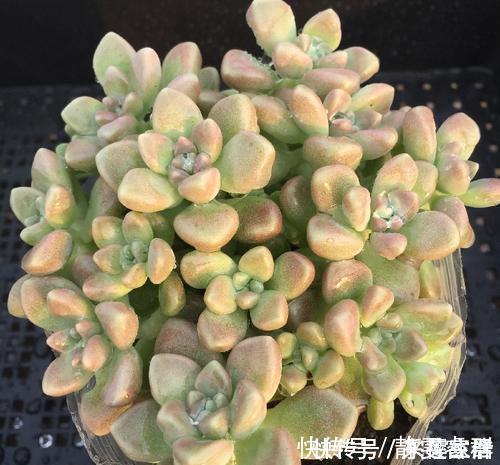 托盘|夏天给多肉植物浇水，1个方法，安全度夏，根系长得壮
