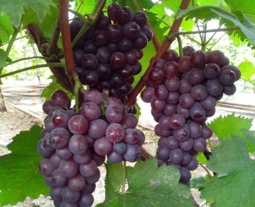 女人别太节俭，多吃这4种“零嘴”，减少皱纹抗衰老，护肤效果胜似化妆品