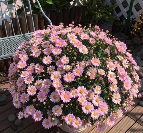 牡丹花|5种花,夏天千万别换盆,难服盆容易挂掉,别大意