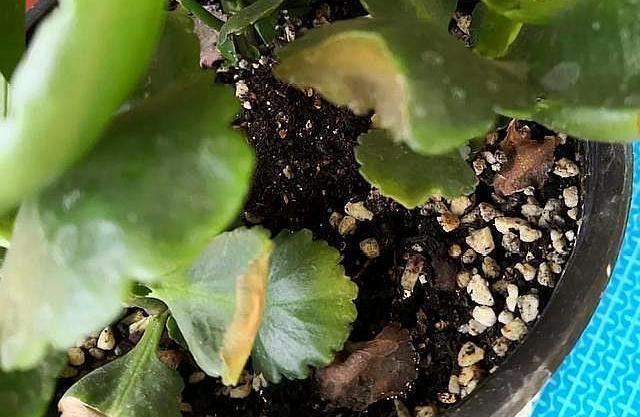 长寿花换土，切记避开“生死季”，换个时间段，沾土就生根