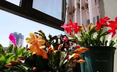 家养蟹爪兰，把握4个关键点，年年花繁叶茂！