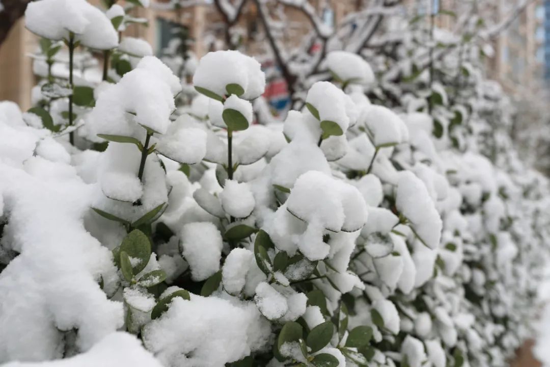 孙俊杰|多图！雪中的烟台高新区美出新高度