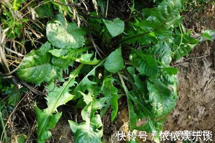 妙用|蒲公英的根有妙用十个女人九个炎症，早晚一杯，比益母草还管用