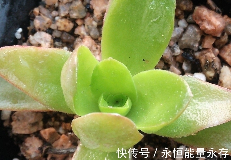 火祭繁殖生长记录,内有干货