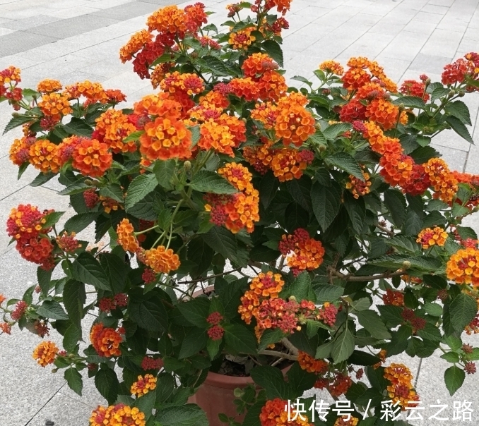 4种花超漂亮,个个美出状态,花开就爆盆,漂亮又好养!