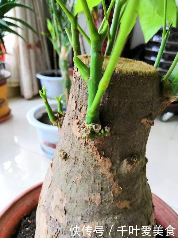 出门最容易“捡到”的5种花,拿回家剪几刀,不花钱成好看盆栽