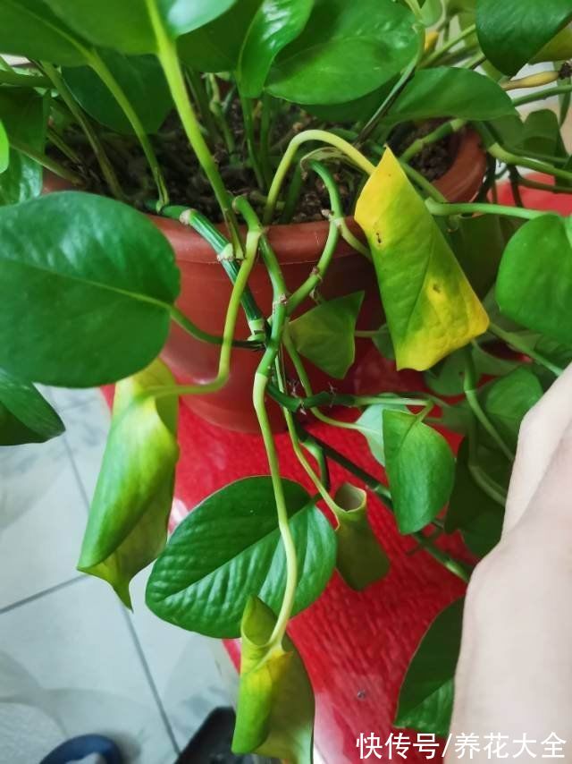 冬天容易黄叶的植物，不注意整盆都变黄，究竟哪里犯了错