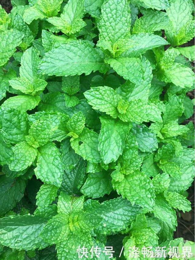 6种杀菌花,杀菌去异味,家里空气更干净!