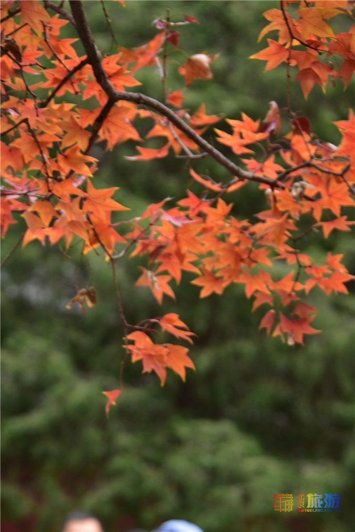 北京旅游网|深秋的香山 层林尽染美轮美奂