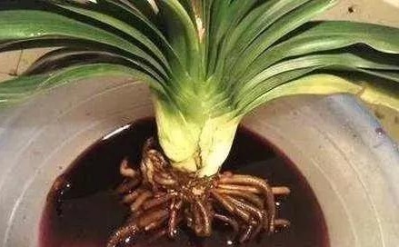 君子兰快死了别着急,小药片有大作用,用上一片轻松解决难题!