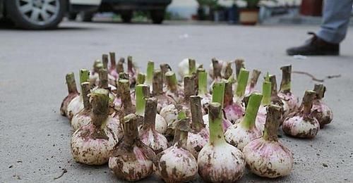 寒性|妇科炎症开口难,常吃4种纯天然的消炎药,保护女性健康不尴尬