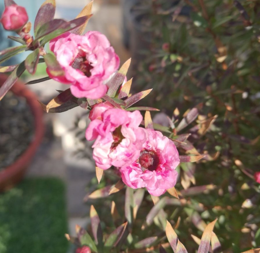  稀罕|松红梅您养过吗？花型精致，一花多色，年宵花里的“稀罕货”