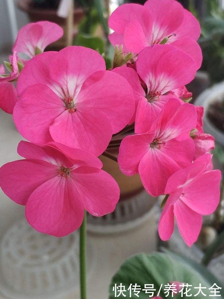 花友|3个养花坏习惯,要赶紧改掉,不然花养得再多也养不好