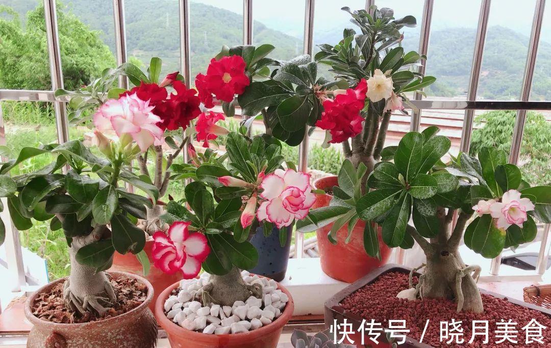 冷天养这8种花,有钱也要穷着养,断粮、少水更抗冻