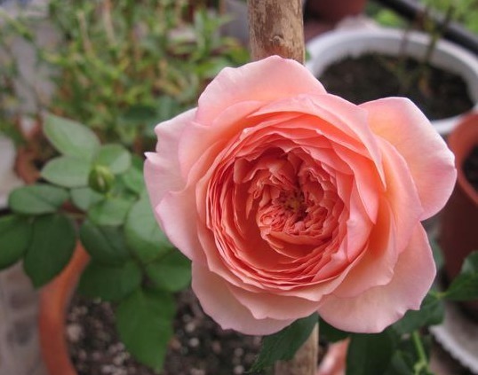 养花就养个花型好看的，花期长花量还很大，一种很好养活的品种